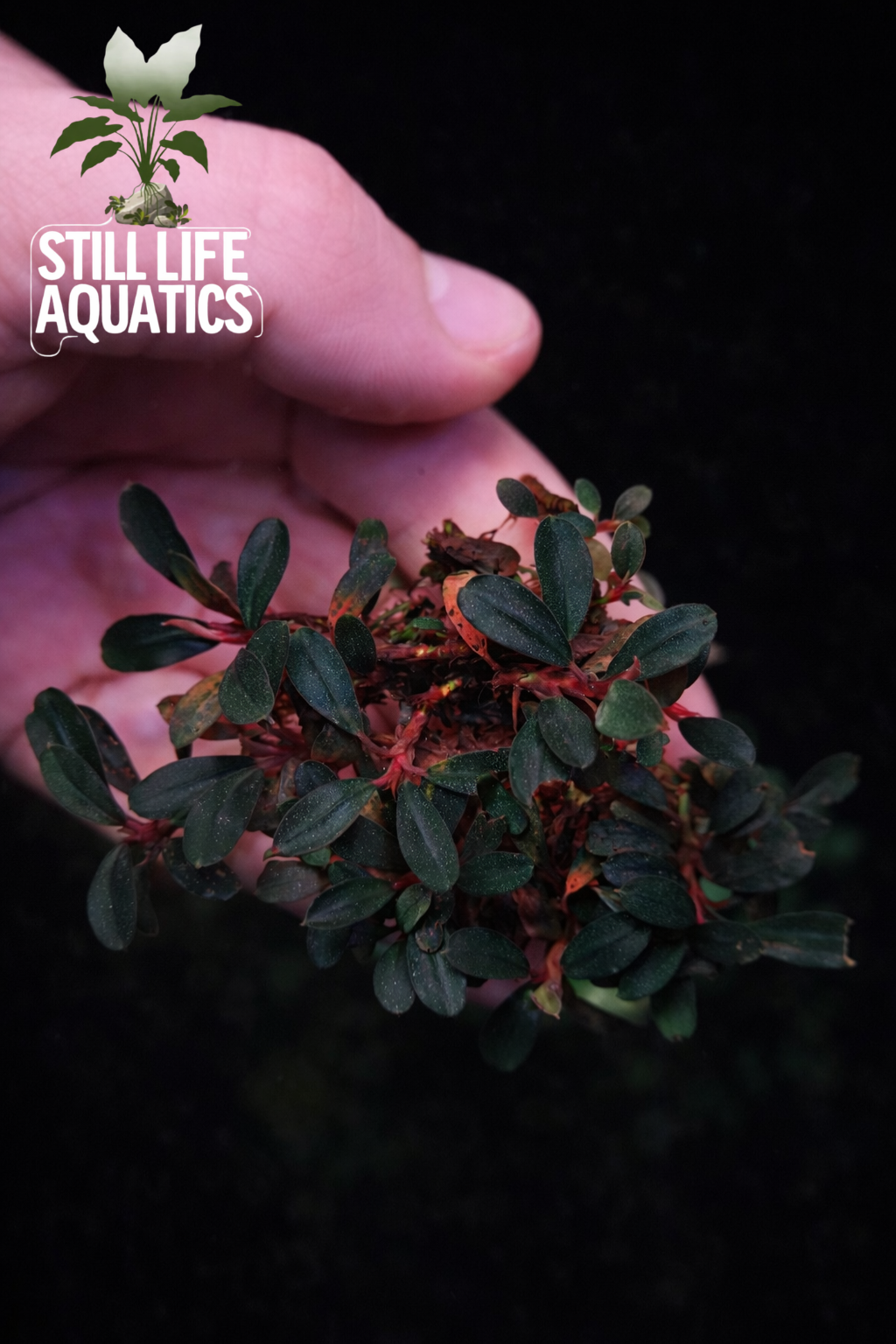 Buy Bucephalandra Australia – Still Life Aquatics