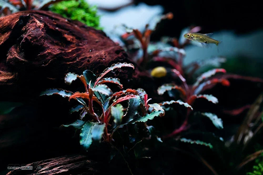 Bucephalandra Care Guide: Everything You Need to Know