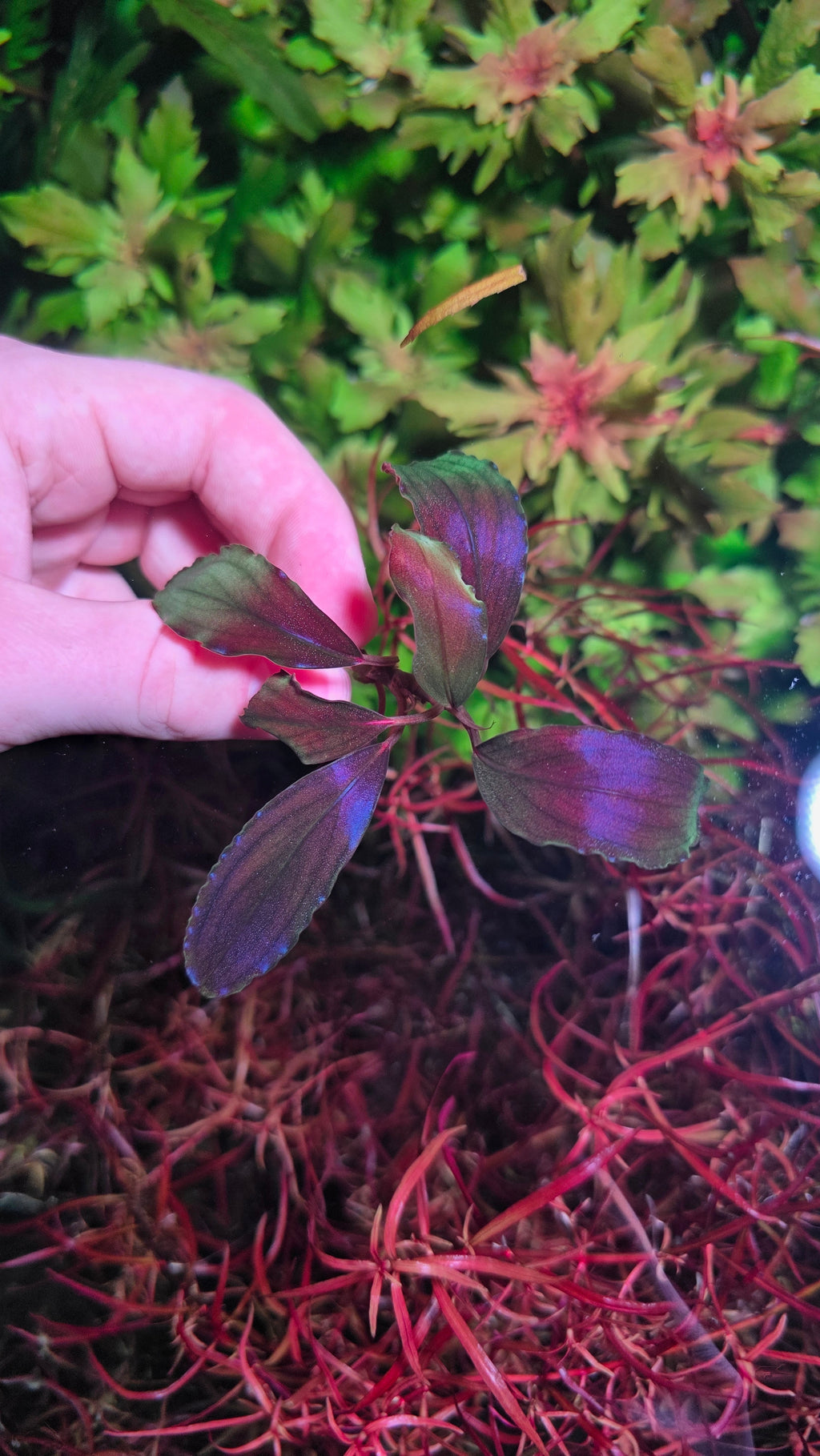 Bucephalandra Devil King