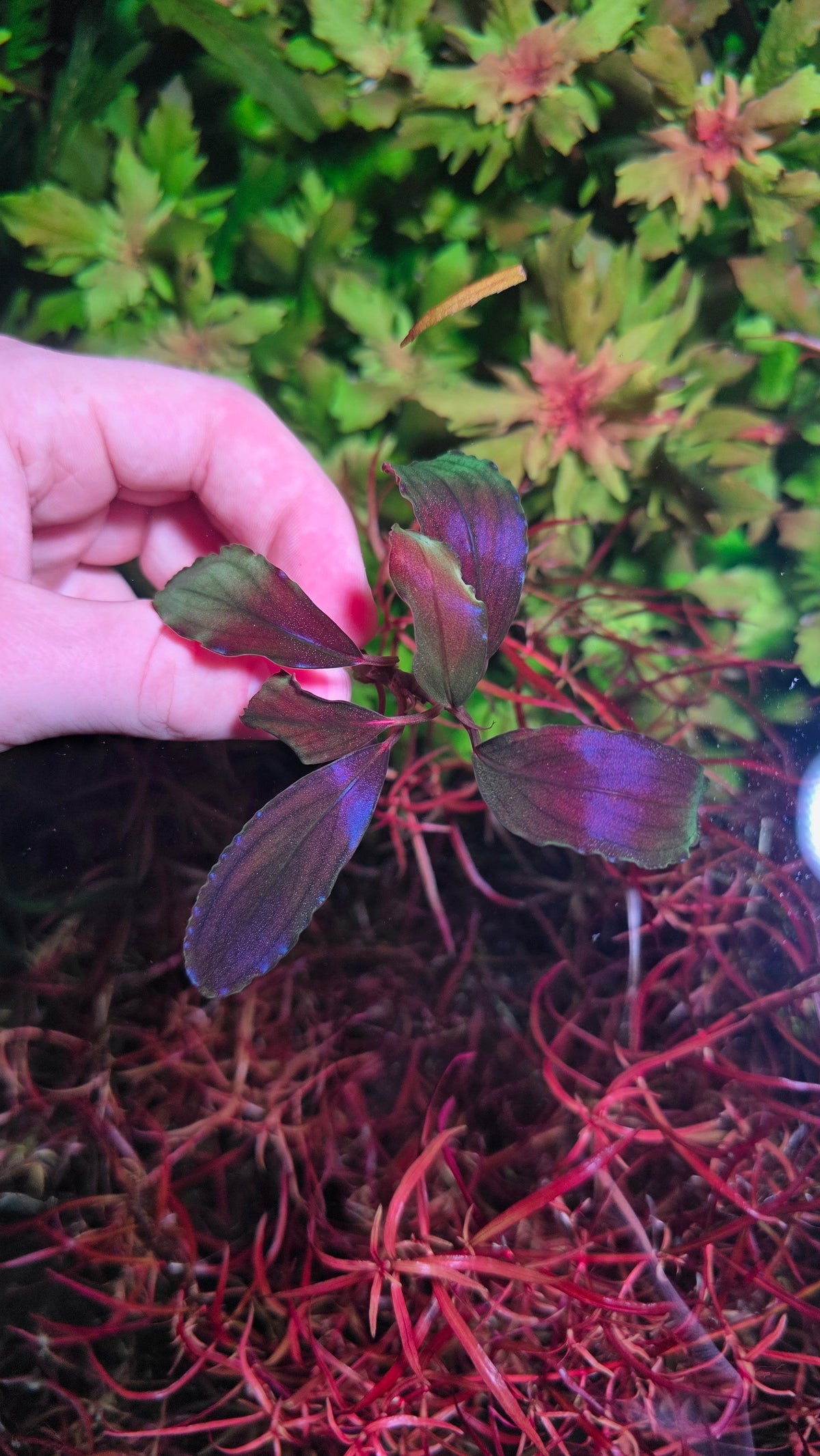 Bucephalandra Devil King
