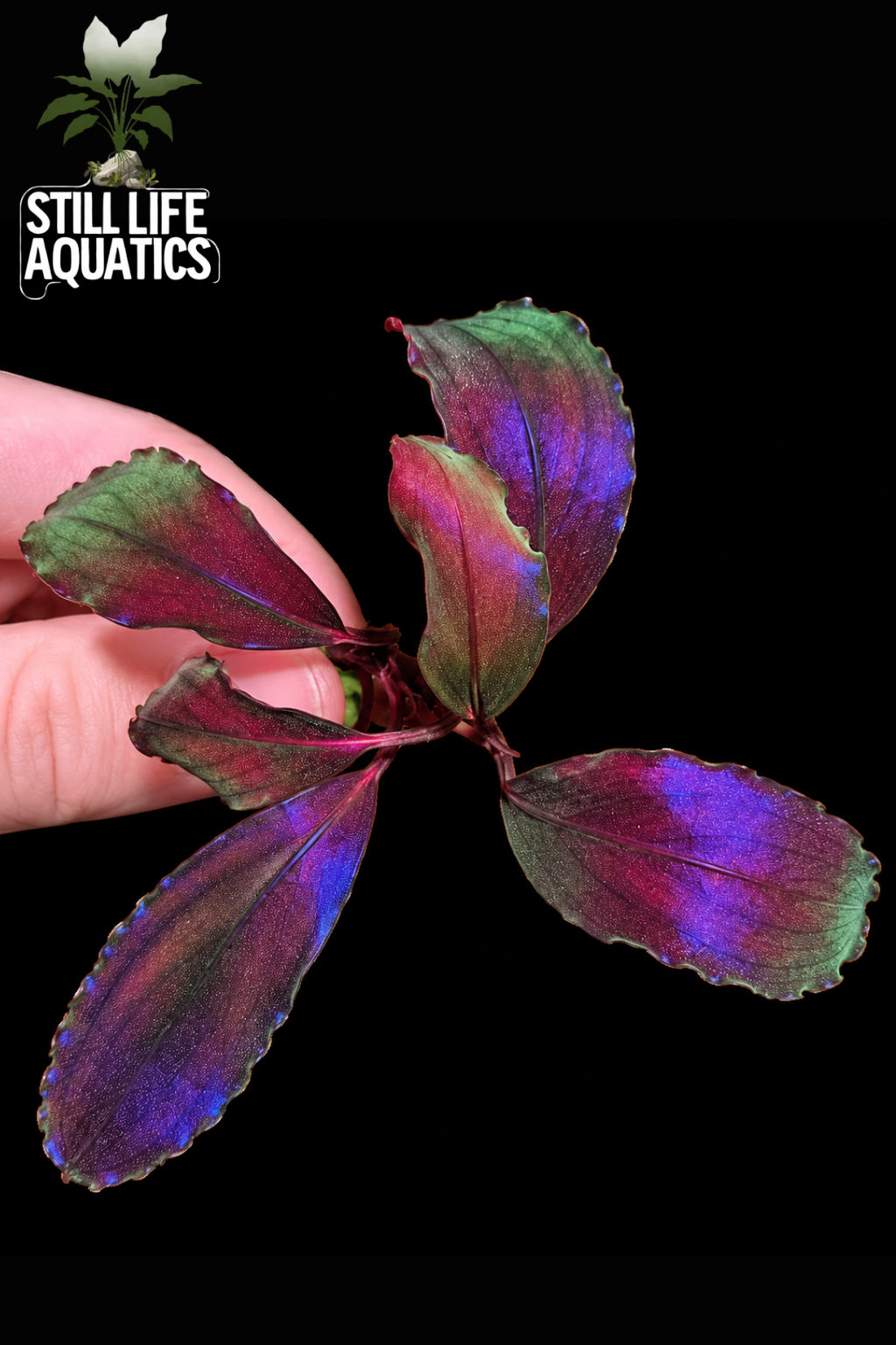 Bucephalandra Devil King