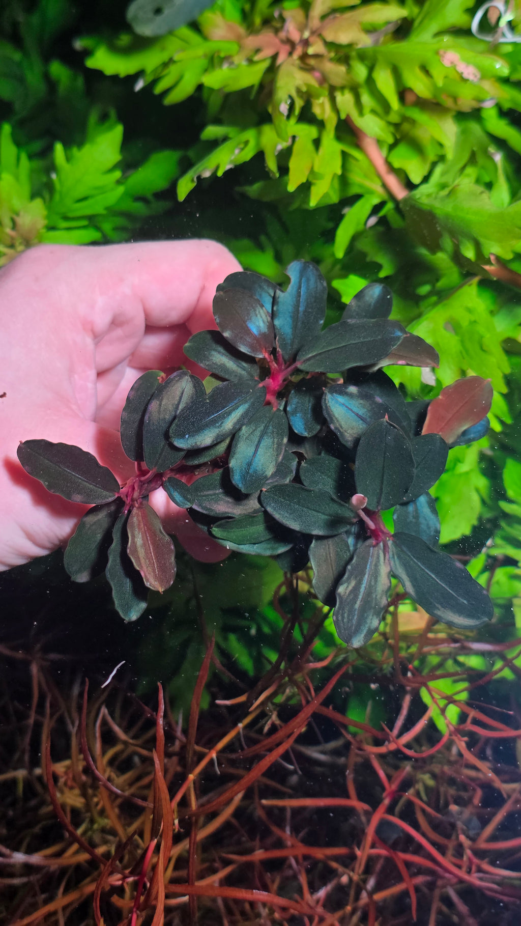 Bucephalandra Helena TK Clump