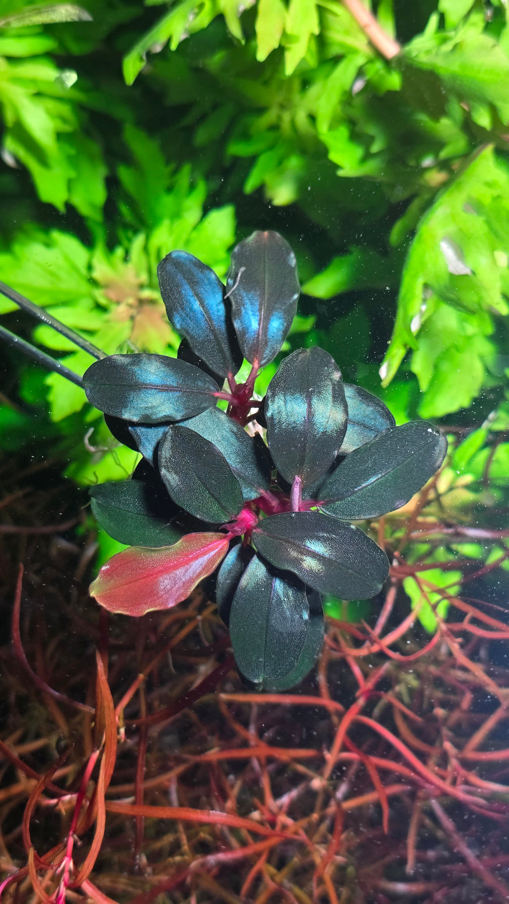 Bucephalandra Helena TK Clump