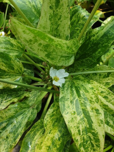 Echinodorus 'Marble Queen'
