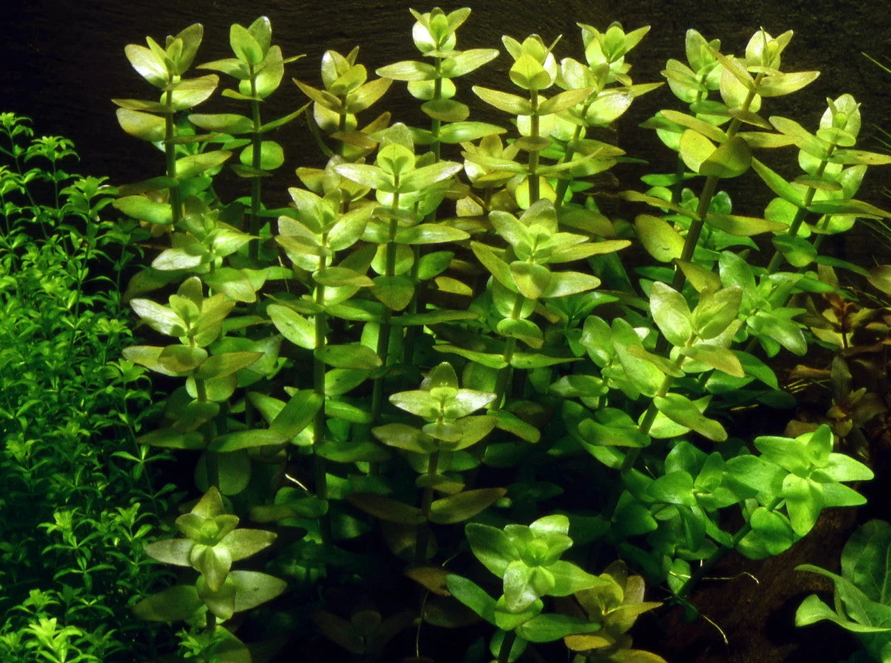 Bacopa sp. 'Japan'
