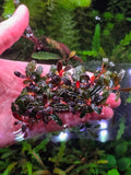 Bucephalandra Mini Phantom Clump