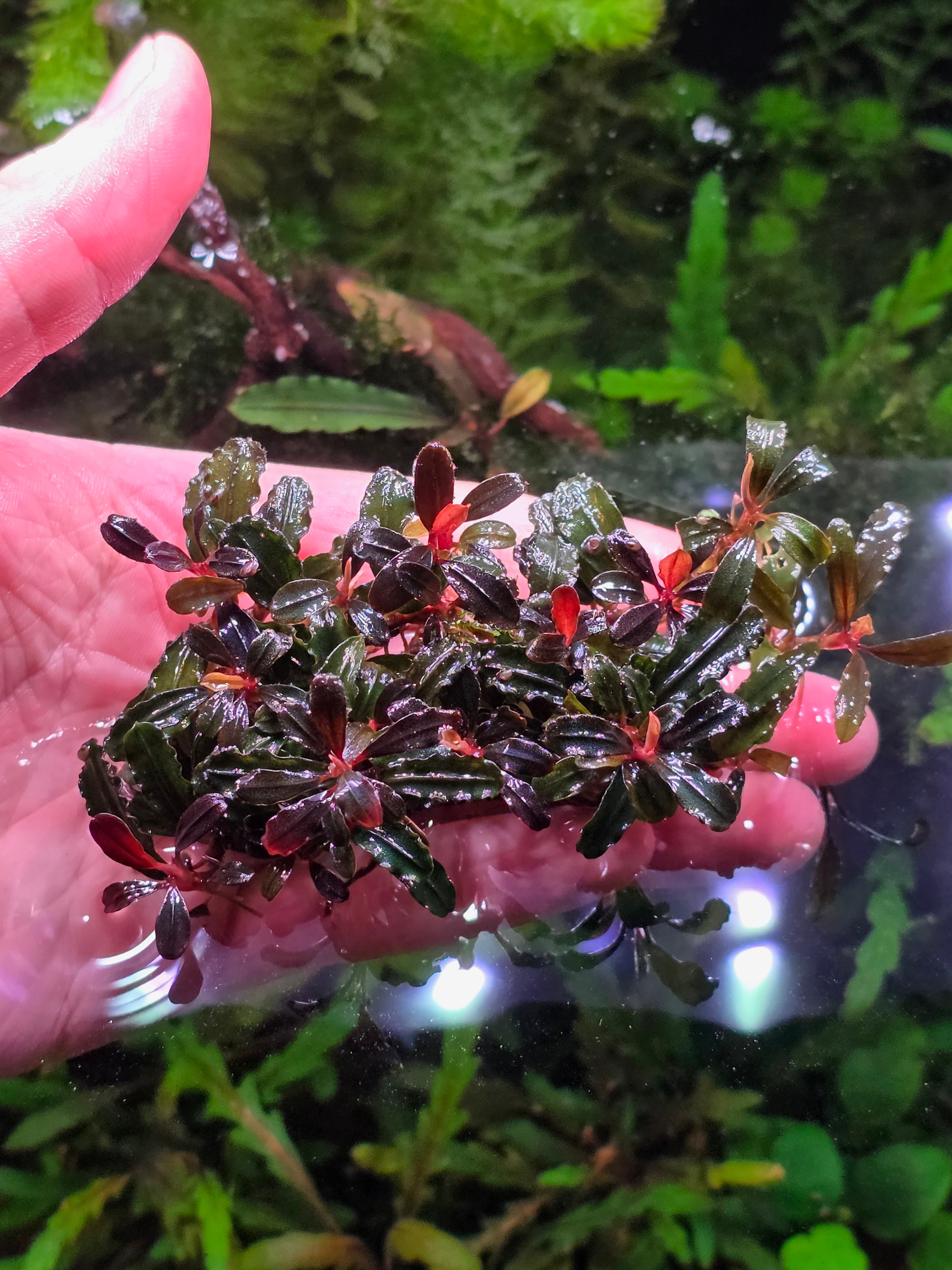 Bucephalandra Mini Phantom Clump