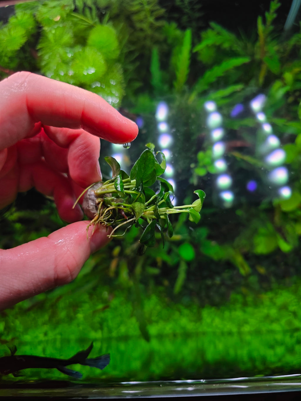 Anubias Nana Petite