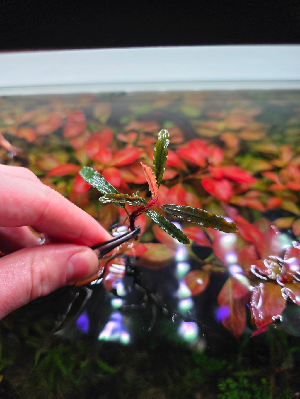 Bucephalandra Catherine - Single Stem