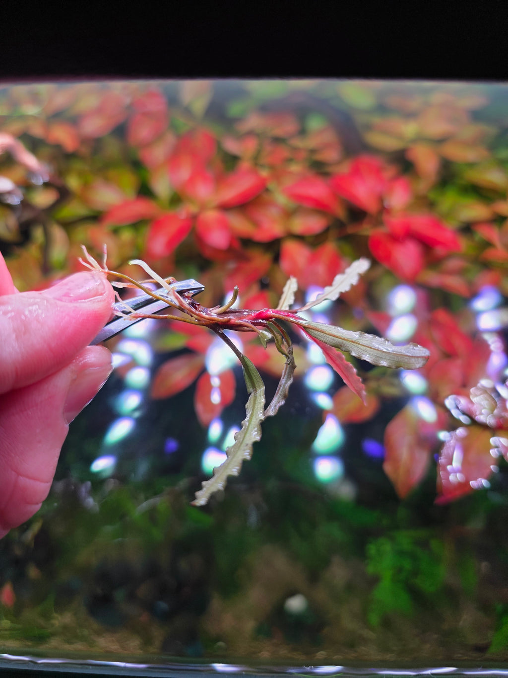 Bucephalandra Catherine - Single Stem