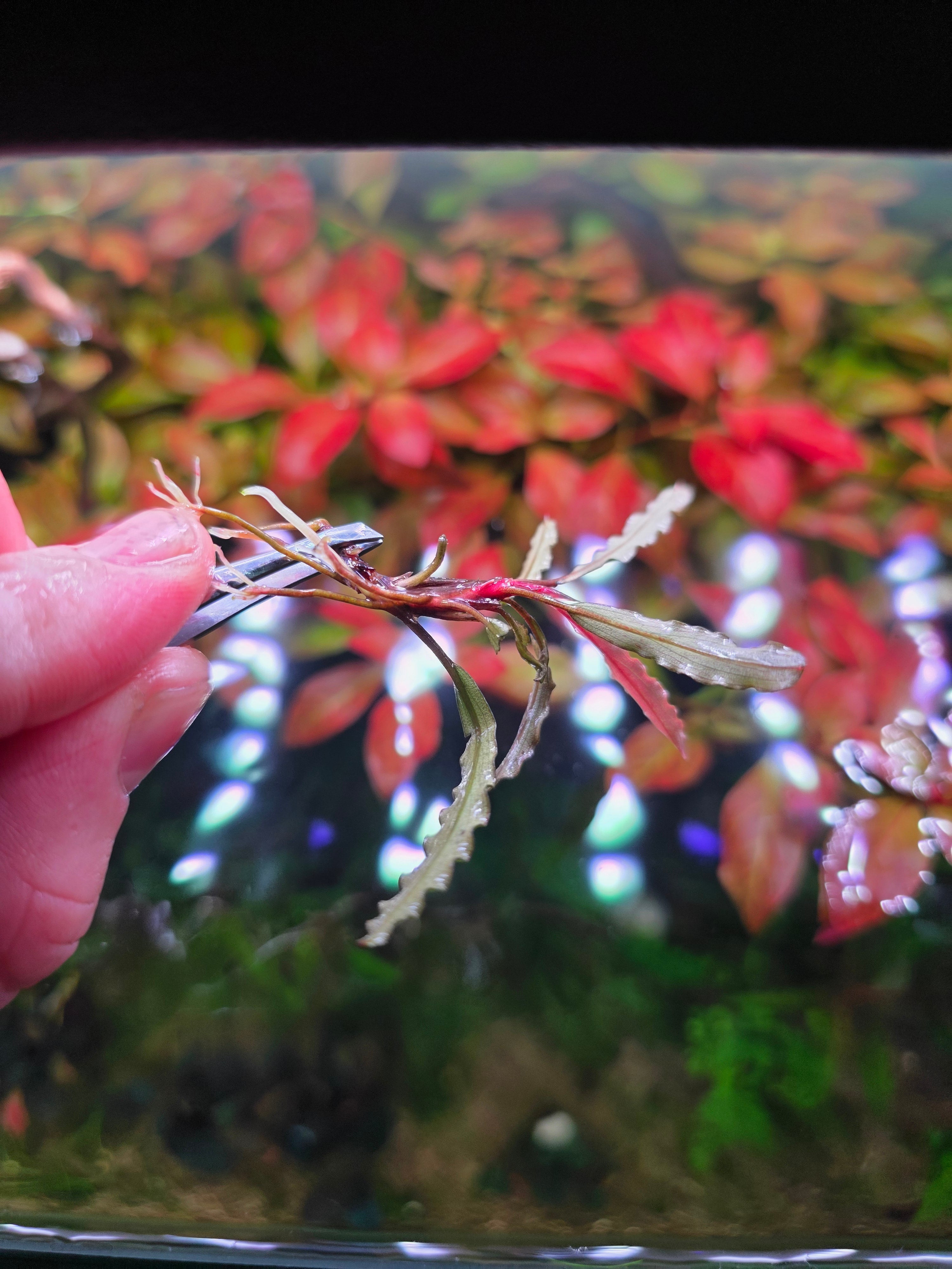 Bucephalandra Catherine - Single Stem
