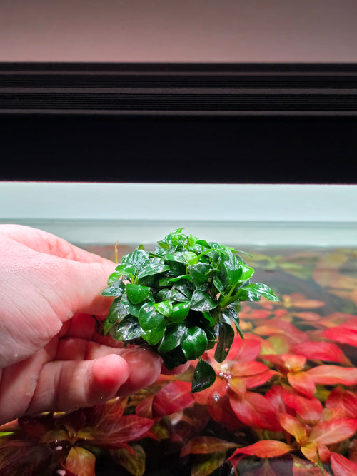 Anubias Nana Petite Clump