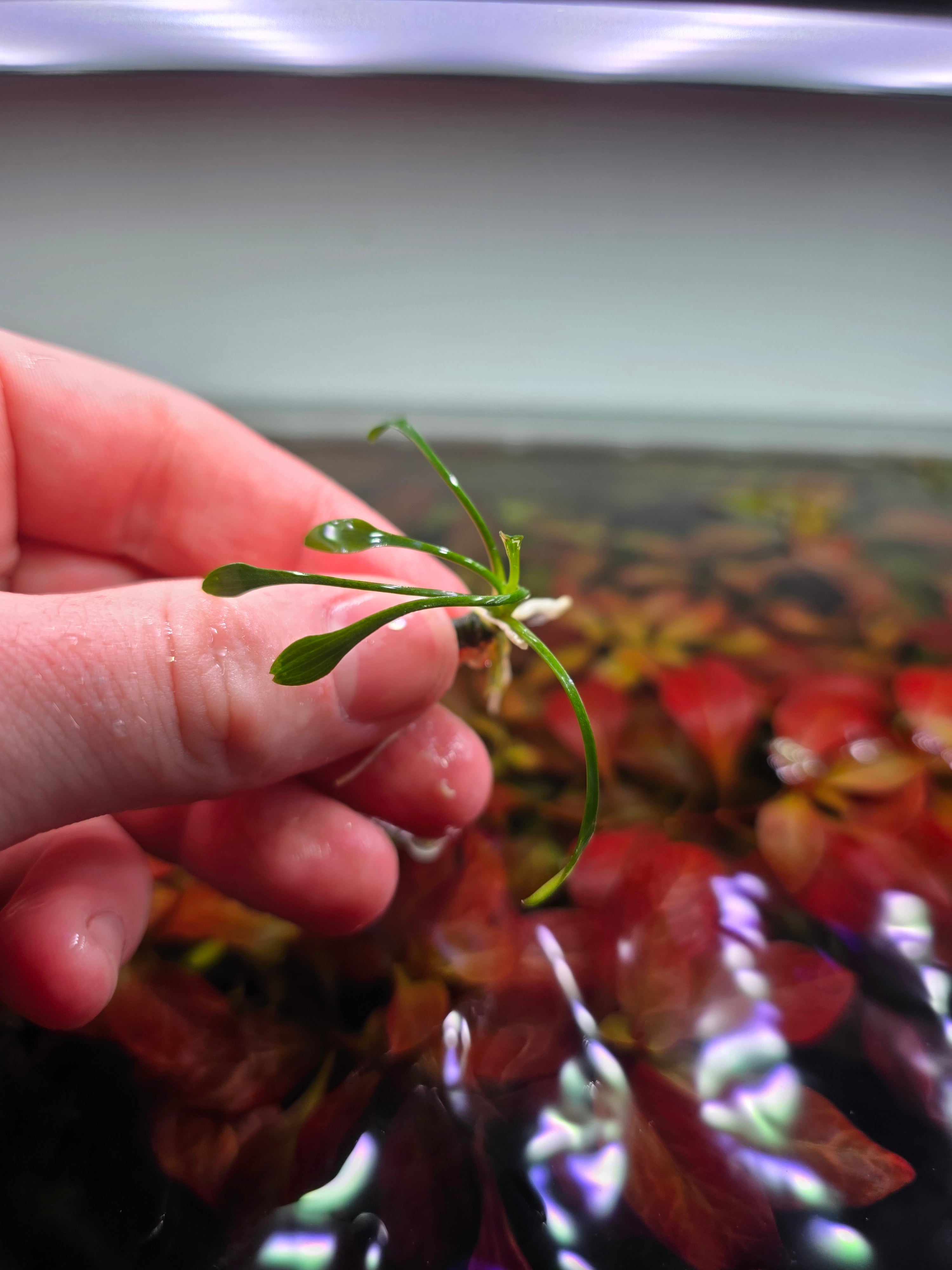 Cryptocoryne parva