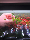 Cryptocoryne parva x5