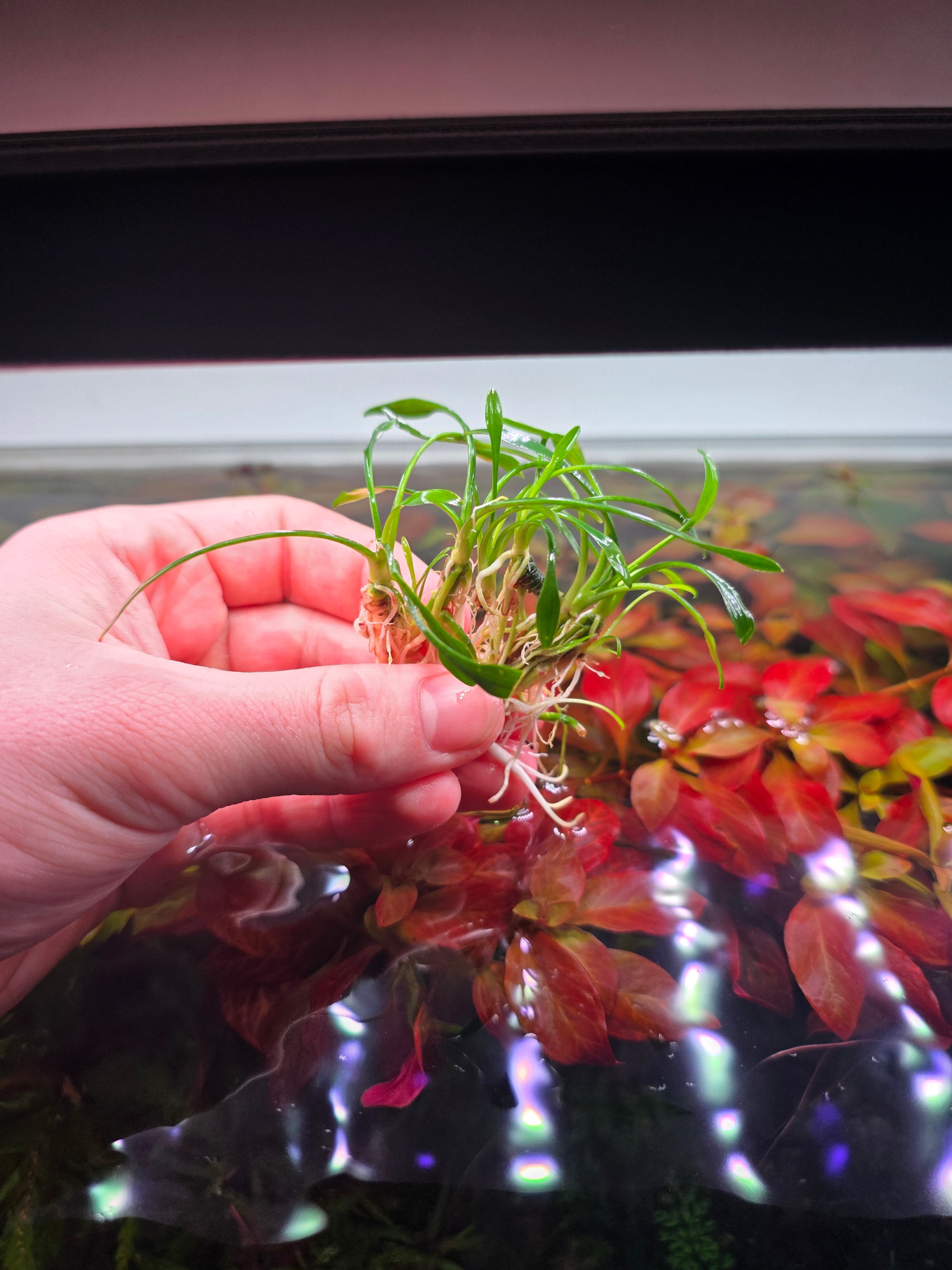 Cryptocoryne parva x5