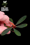 Bucephalandra 'Dark Paris'