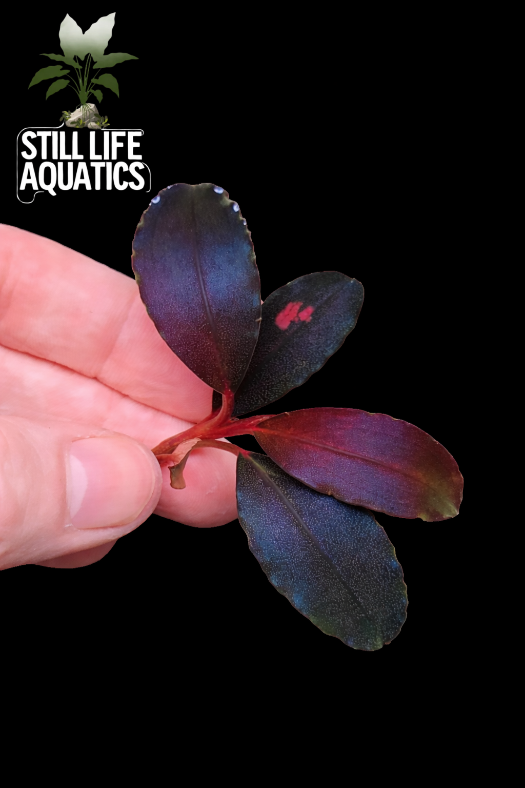 Bucephalandra 'Devil King'