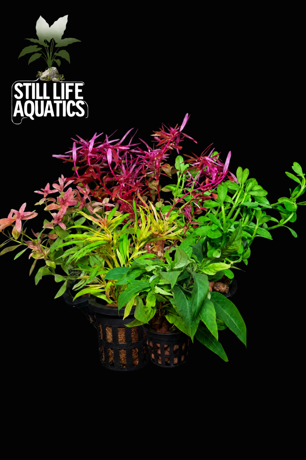 Assorted Aquascapers Stem Pack