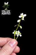Bacopa monnieri ‘White’