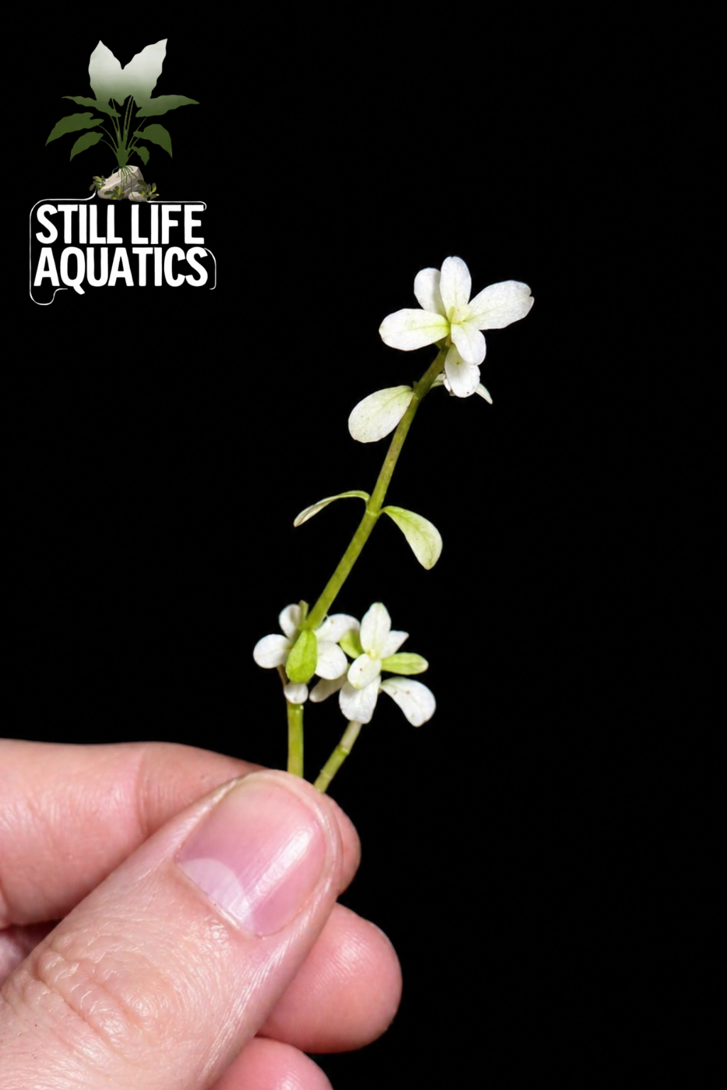 Bacopa monnieri ‘White’