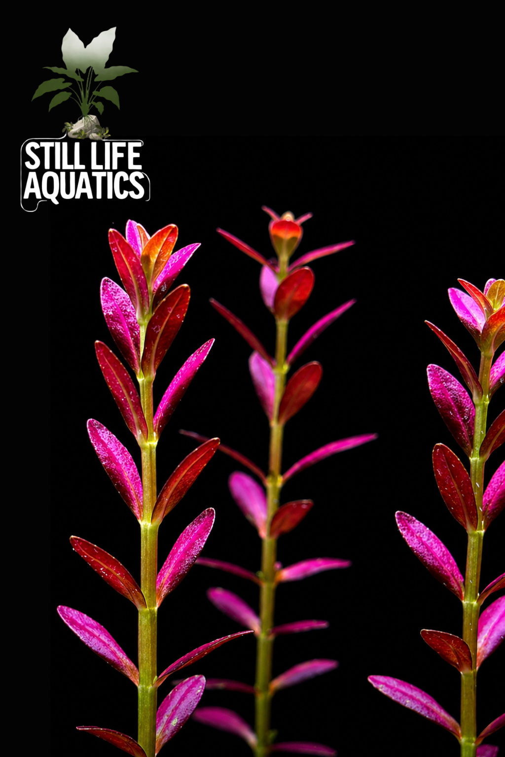 Rotala Ramosior ‘Florida’