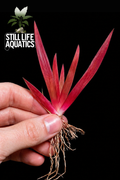 Xyris SP 'Red'