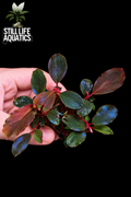Bucephalandra Red Marble Clump