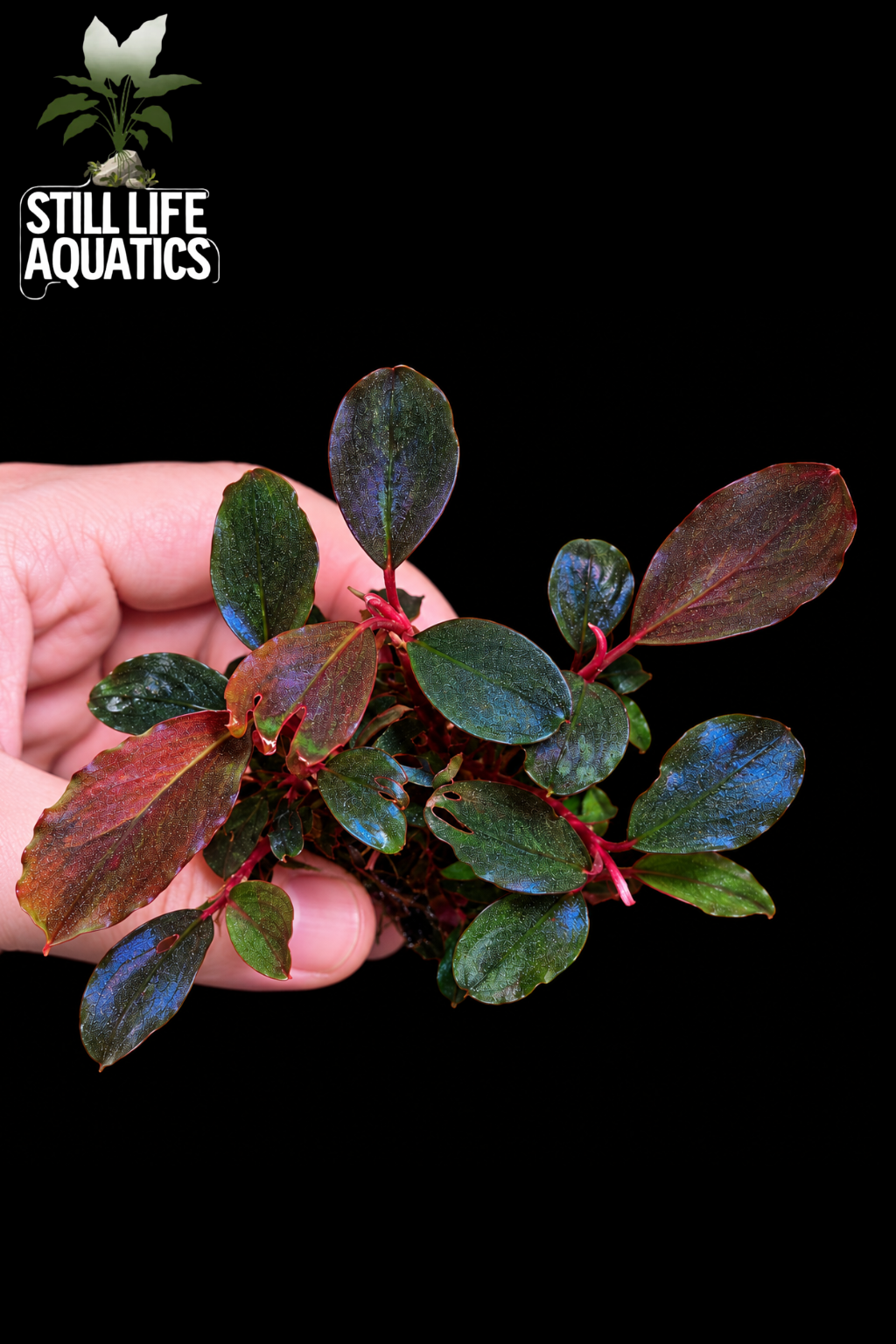 Bucephalandra Red Marble Clump
