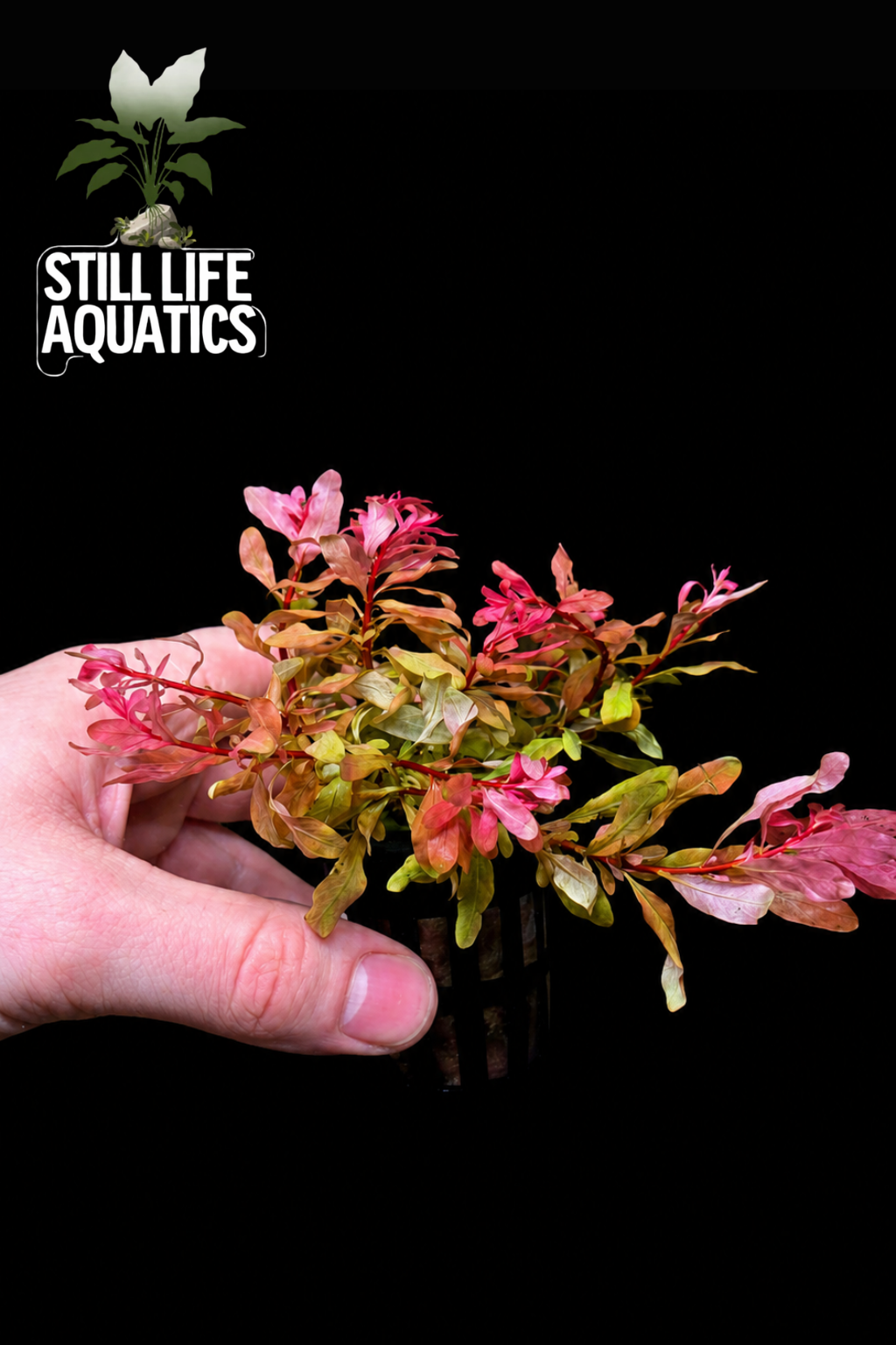 Ludwigia inclinata