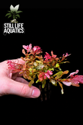 Ludwigia inclinata
