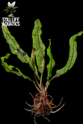 Aponogeton madagascariensis var. bernierianus – Rare