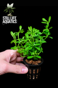 Bacopa monnieri
