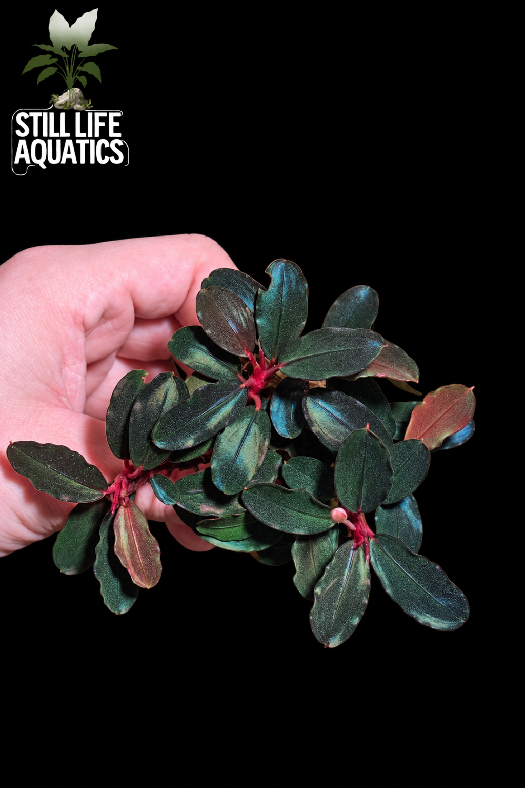 Bucephalandra Helena TK Clump
