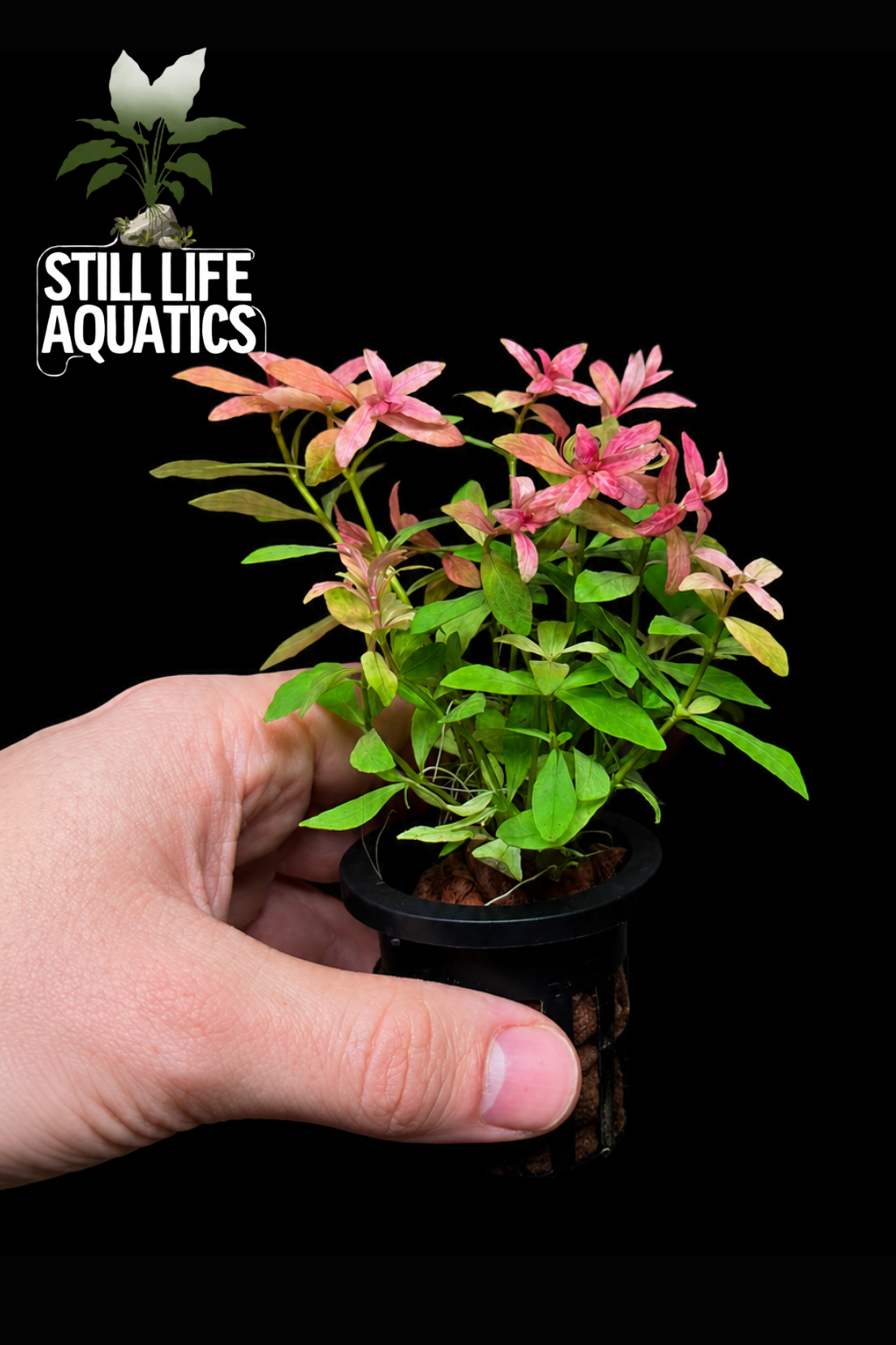 Hygrophila Rosanervig