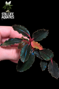 Bucephalandra Neo Art
