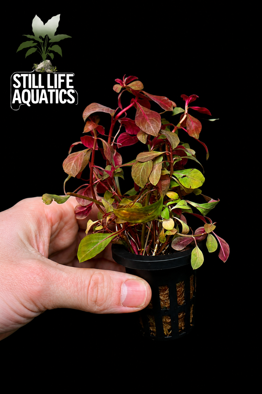 Ludwigia repens 'Rubin'