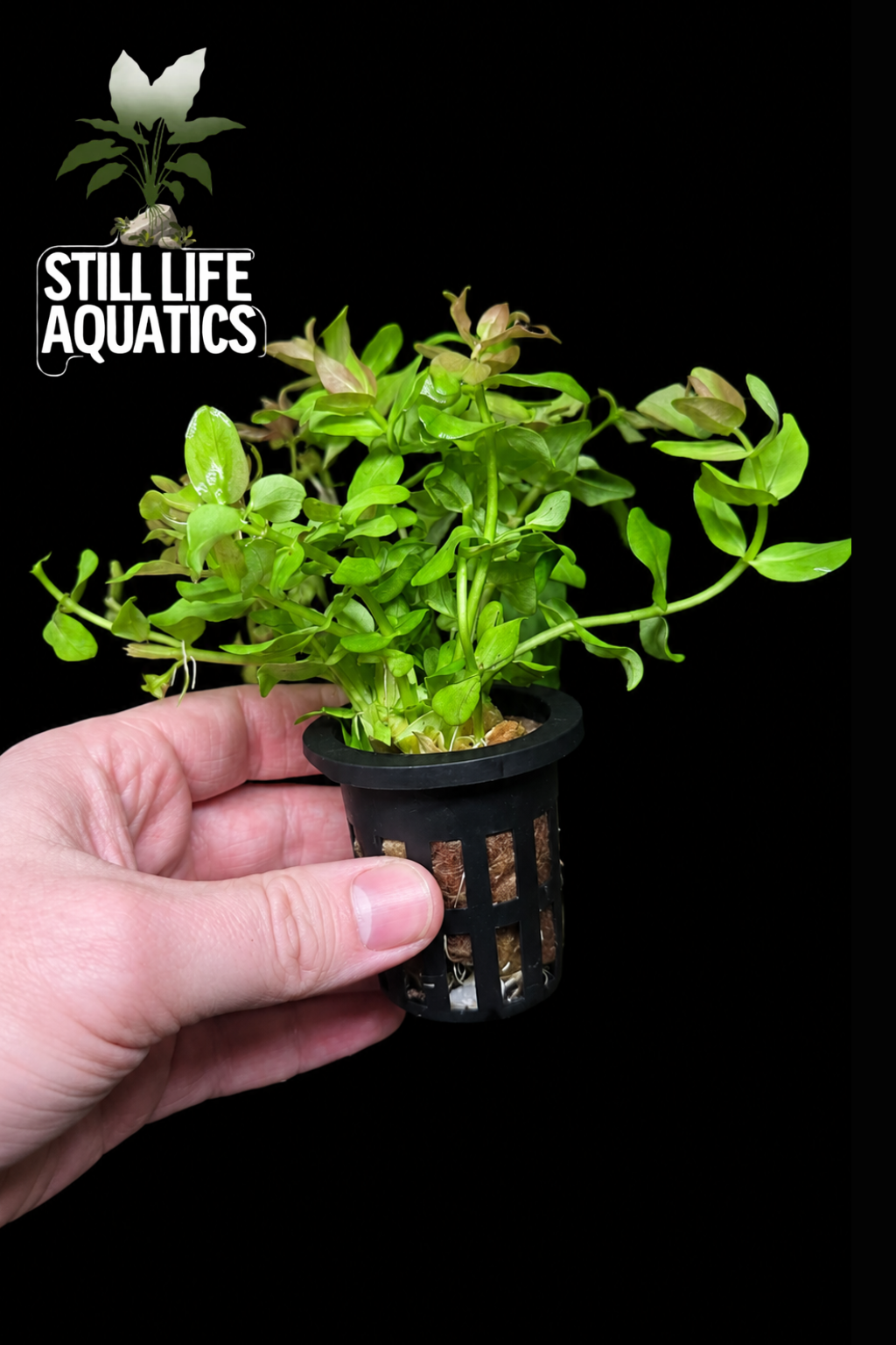Bacopa sp. 'Japan'