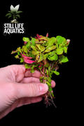 Ludwigia natans
