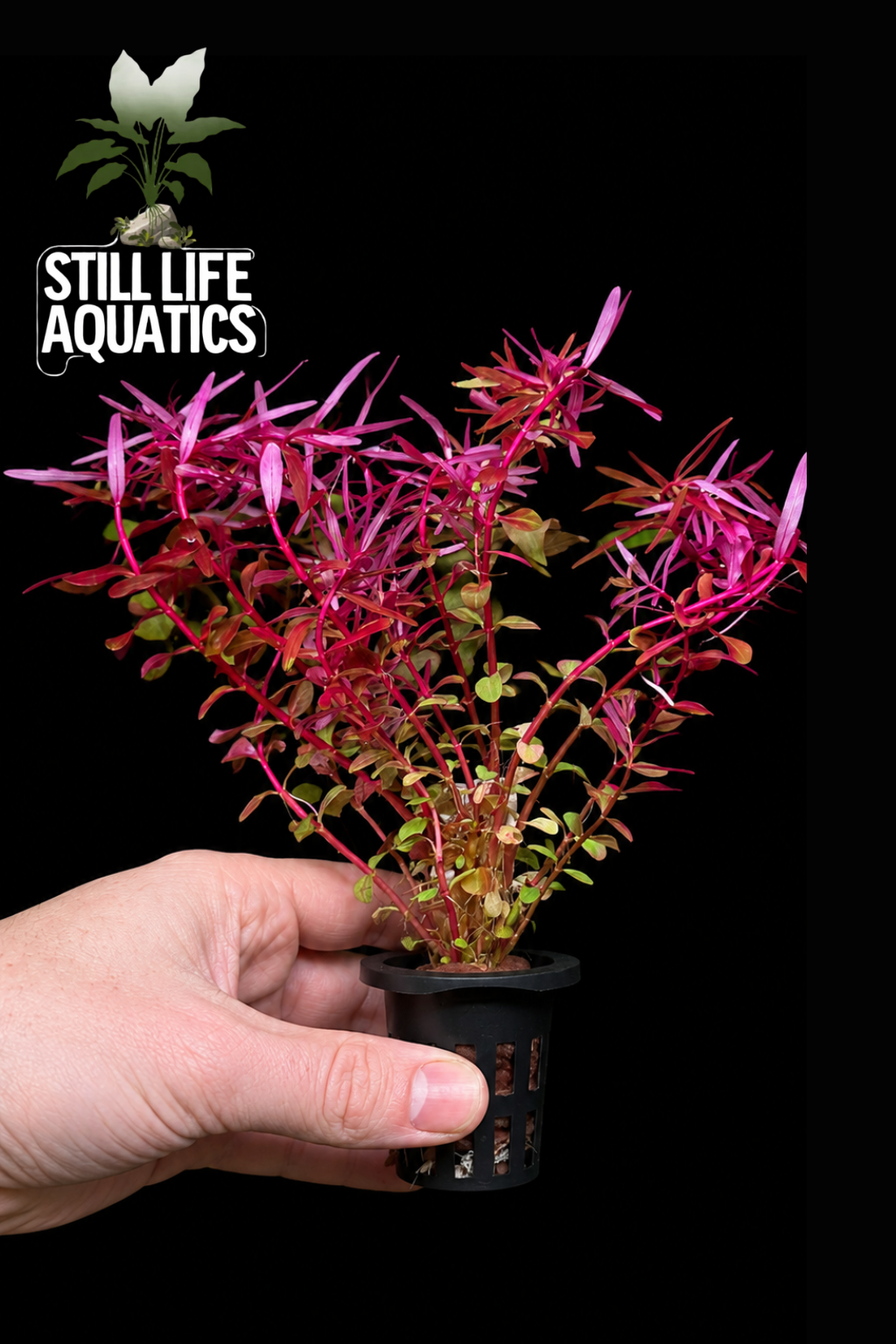 Rotala 'Blood Red'