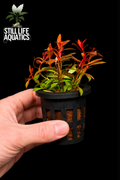 Ludwigia arcuata