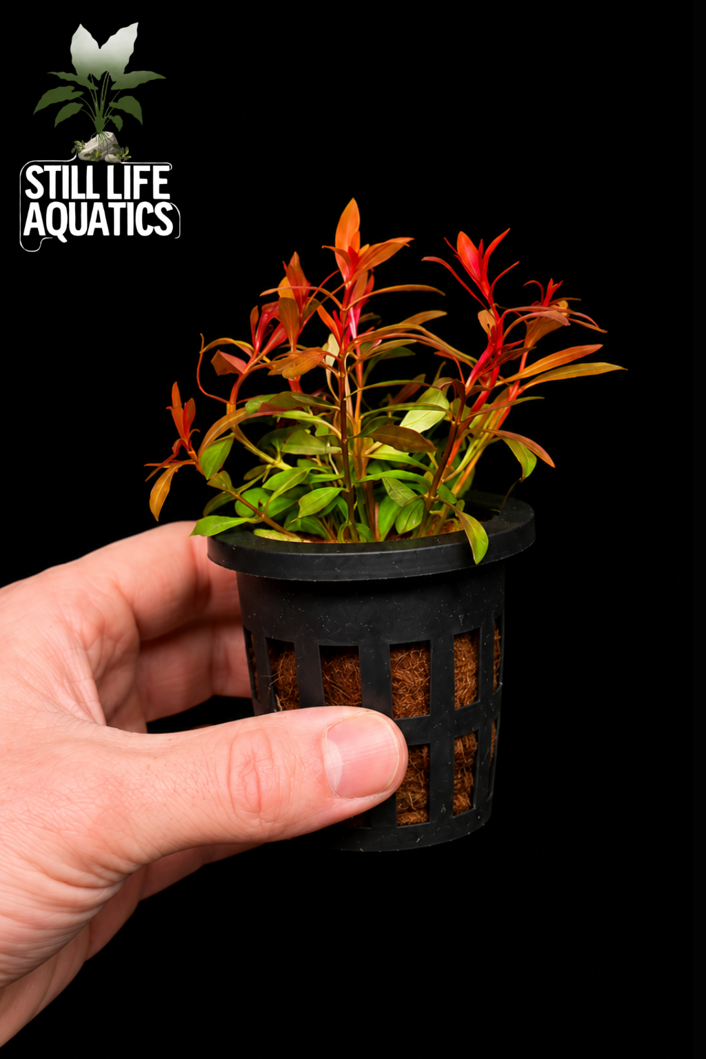 Ludwigia arcuata