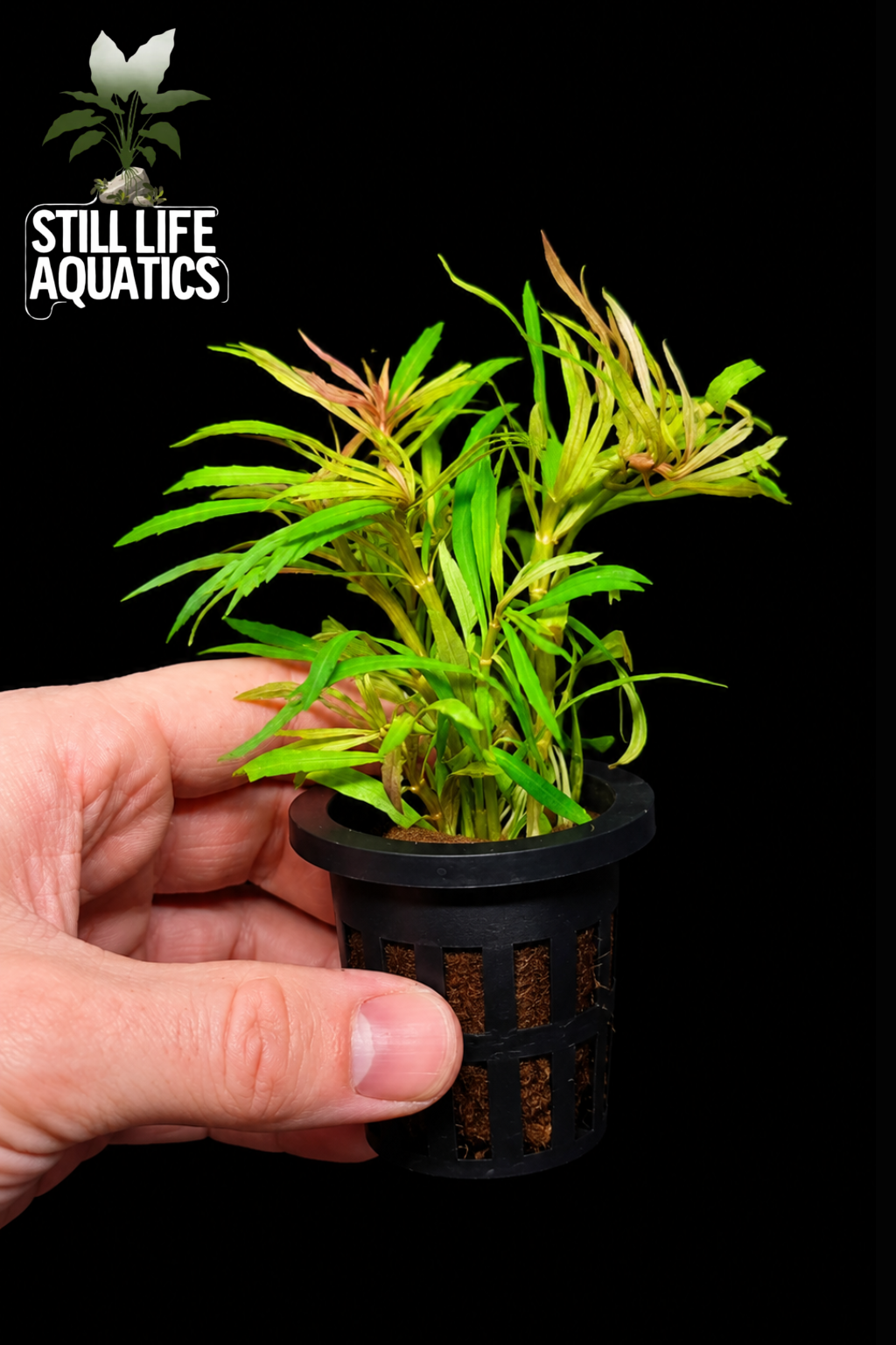 Eustralis stellata