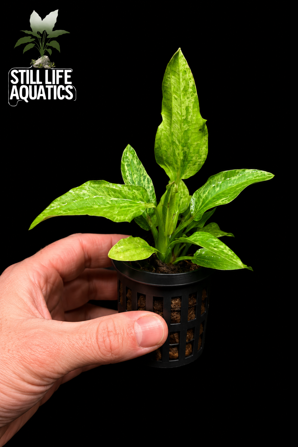 Echinodorus 'Marble Queen'