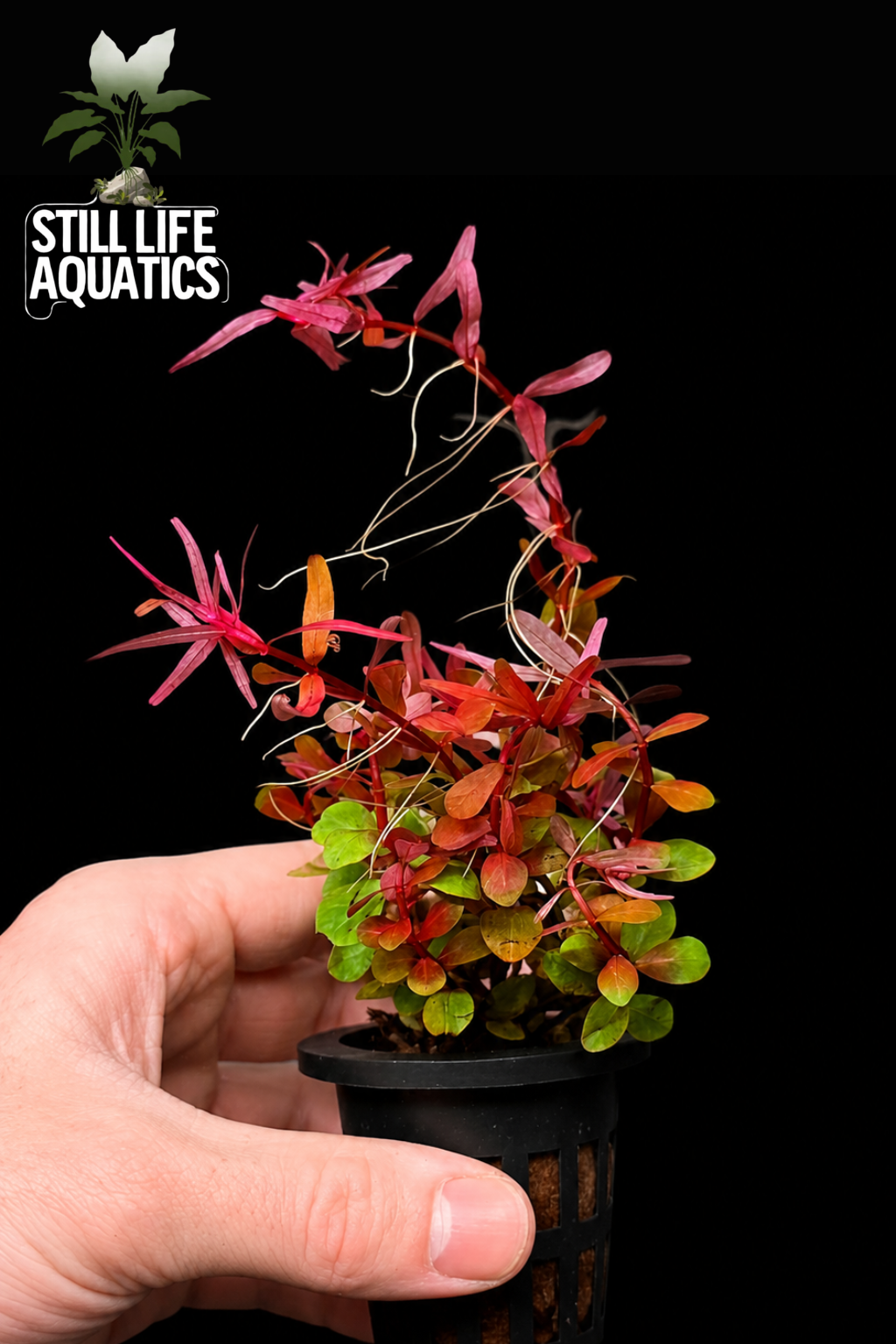 Rotala colorata