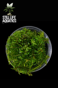 Rotala wallichii