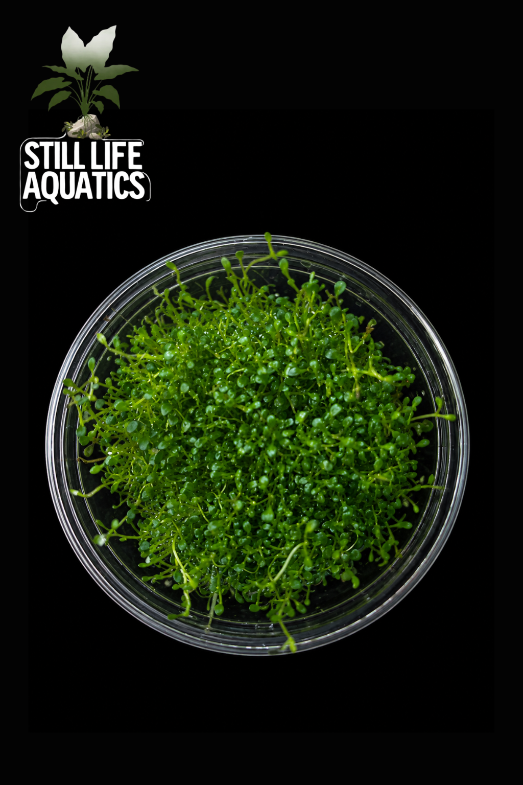 Glossostigma elatinoides
