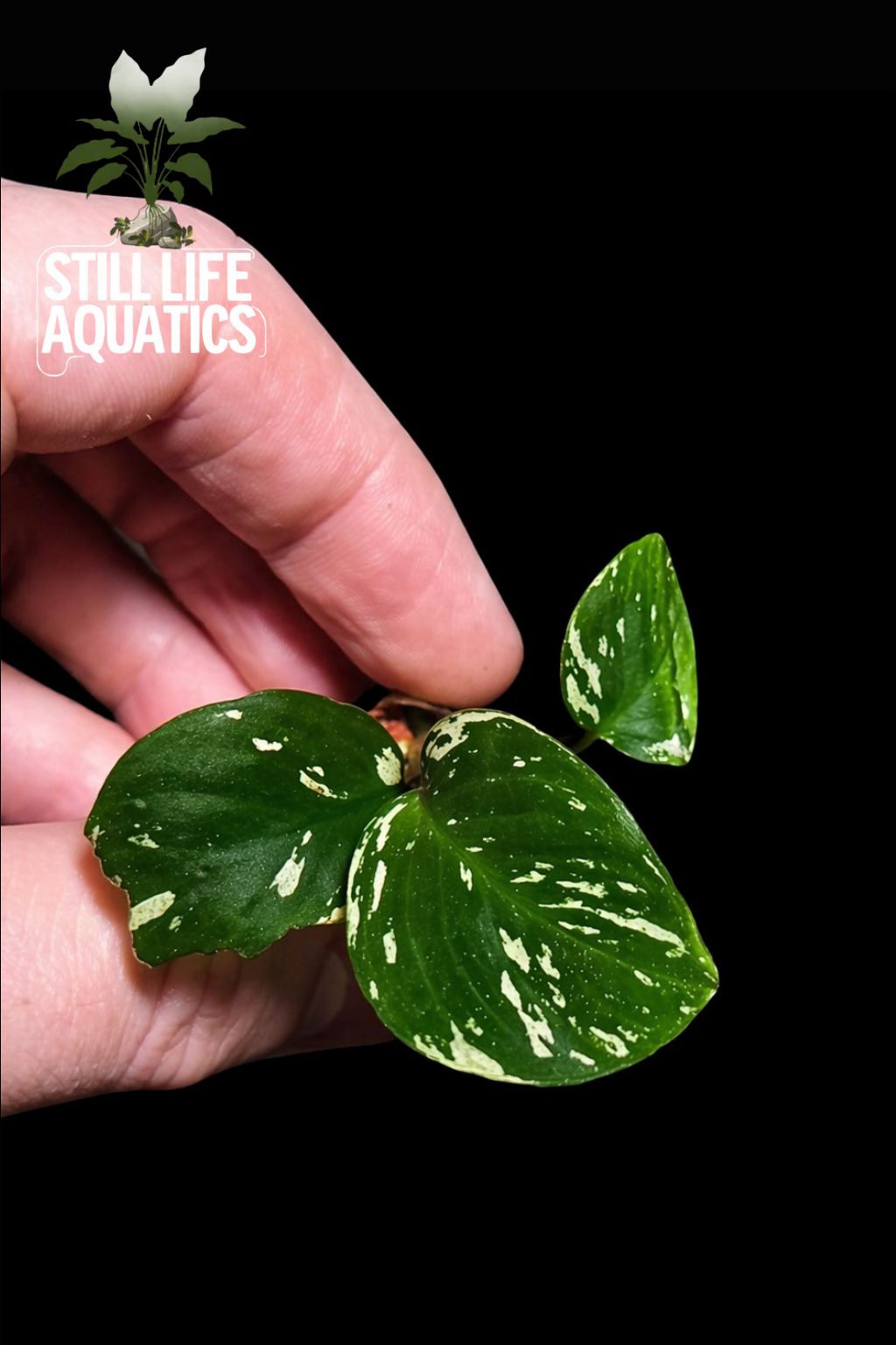 Anubias Var-King - Small
