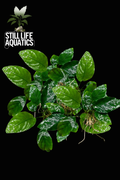 5x Assorted Anubias Value Pack