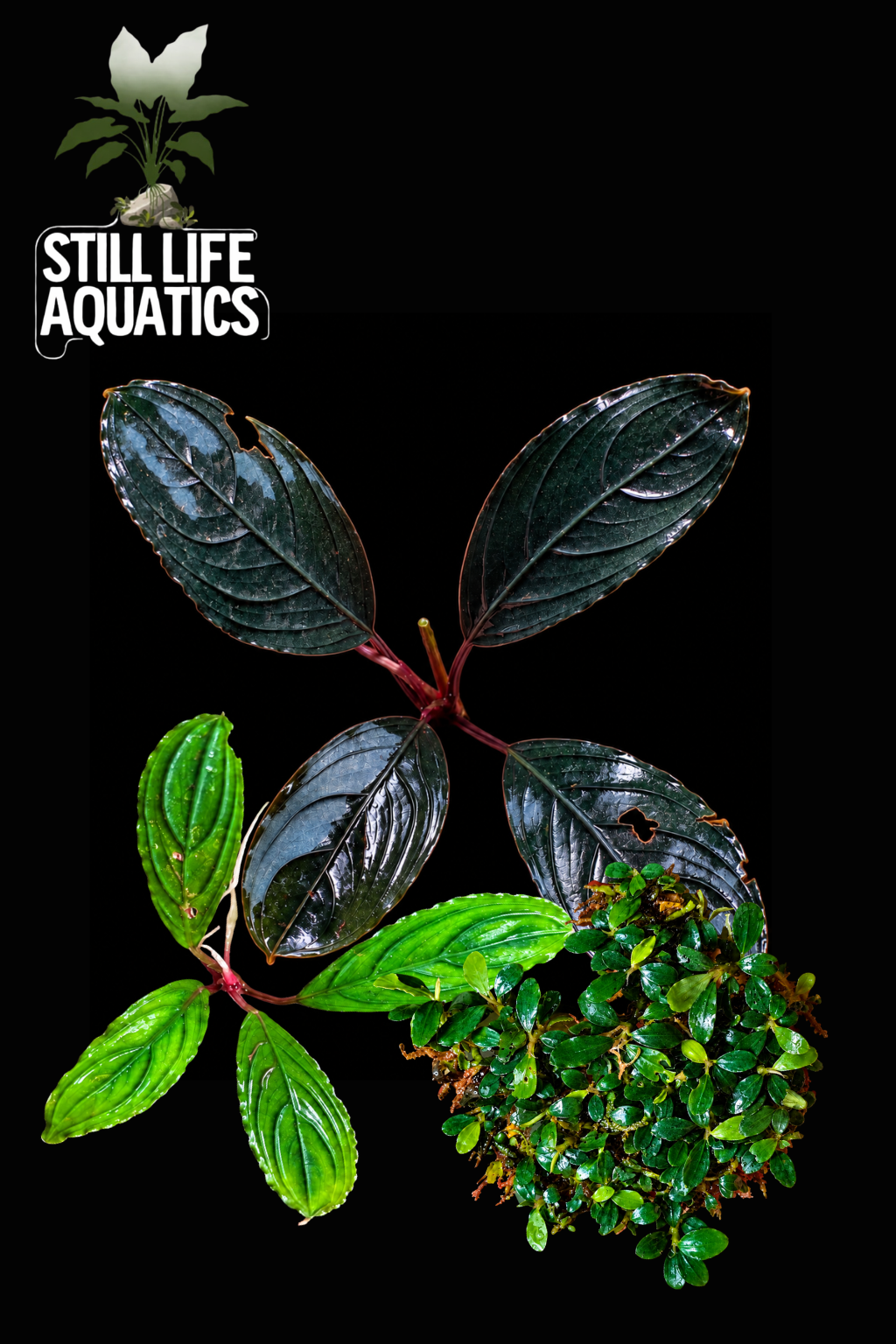 Bucephalandra Deluxe Pack