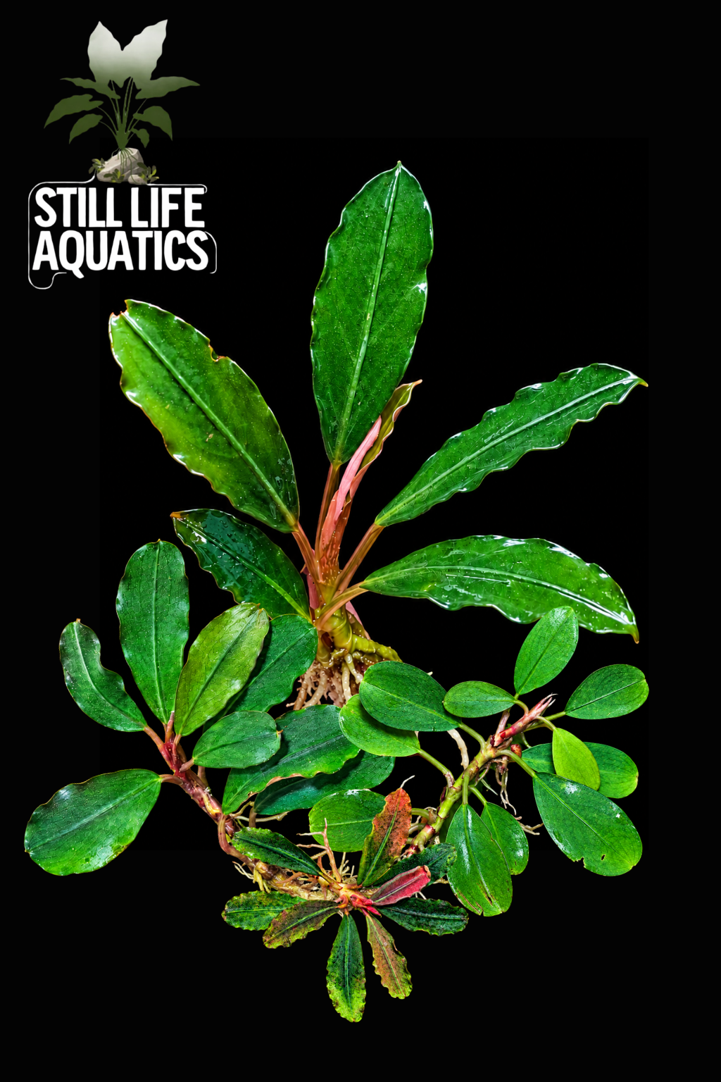 Bucephalandra Value Pack